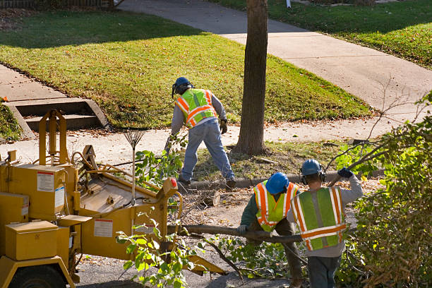 How Our Tree Care Process Works  in  North Catasauqua, PA