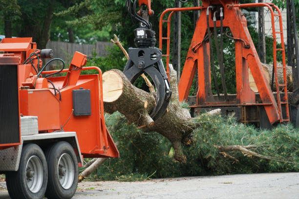 Reliable North Catasauqua, PA  Tree Services Solutions